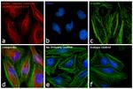 Rabbit IgG (H+L) Secondary Antibody in Immunocytochemistry (ICC/IF)