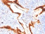 IL1RN/IL-1RN/IL1RA (Interleukin-1RA) Antibody in Immunohistochemistry (Paraffin) (IHC (P))