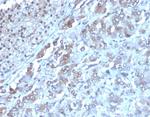 Interleukin-2 (IL-2) Antibody in Immunohistochemistry (Paraffin) (IHC (P))