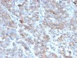 Interleukin-2 (IL-2) Antibody in Immunohistochemistry (Paraffin) (IHC (P))