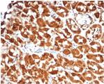 Interleukin-2 (IL-2) Antibody in Immunohistochemistry (Paraffin) (IHC (P))