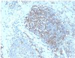 Fas Ligand (FASLG) Antibody in Immunohistochemistry (Paraffin) (IHC (P))