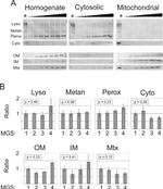 Tyrosinase Antibody in Western Blot (WB)