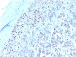 Interleukin-3 (IL-3) Antibody in Immunohistochemistry (Paraffin) (IHC (P))