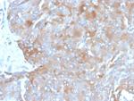 Interleukin-3 (IL-3) Antibody in Immunohistochemistry (Paraffin) (IHC (P))