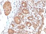 Interleukin-3 (IL-3) Antibody in Immunohistochemistry (Paraffin) (IHC (P))