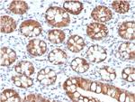 Interleukin-3 (IL-3) Antibody in Immunohistochemistry (Paraffin) (IHC (P))