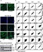 NY-ESO-1 Antibody in Western Blot, Immunohistochemistry (WB, IHC)