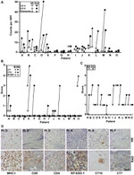 NY-ESO-1 Antibody in Immunohistochemistry (IHC)