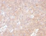 IL-6 (Interleukin-6)/Interferon beta-2 (Hybridoma Growth Factor) Antibody in Immunohistochemistry (Paraffin) (IHC (P))