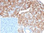 IL-6 (Interleukin-6)/Interferon beta-2 (Hybridoma Growth Factor) Antibody in Immunohistochemistry (Paraffin) (IHC (P))