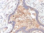 IL-6 (Interleukin-6)/Interferon beta-2 (Hybridoma Growth Factor) Antibody in Immunohistochemistry (Paraffin) (IHC (P))