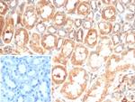 IL-6 (Interleukin-6)/Interferon beta-2 (Hybridoma Growth Factor) Antibody in Immunohistochemistry (Paraffin) (IHC (P))