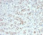 IL-6 (Interleukin-6)/Interferon beta-2 (Hybridoma Growth Factor) Antibody in Immunohistochemistry (Paraffin) (IHC (P))