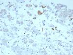 IL-6 (Interleukin-6)/Interferon beta-2 (Hybridoma Growth Factor) Antibody in Immunohistochemistry (Paraffin) (IHC (P))