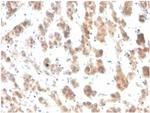 Interleukin-7 (IL-7) Antibody in Immunohistochemistry (Paraffin) (IHC (P))