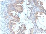 Interleukin-7 (IL-7) Antibody in Immunohistochemistry (Paraffin) (IHC (P))