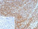 Interleukin-7 (IL-7) Antibody in Immunohistochemistry (Paraffin) (IHC (P))