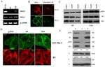 PKP3 Antibody in Western Blot, Immunocytochemistry (WB, ICC/IF)