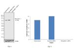 PKP3 Antibody