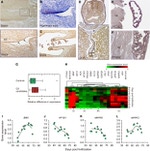 COX2 Antibody in Immunohistochemistry (IHC)