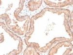 Interleukin 10 (IL10) Antibody in Immunohistochemistry (Paraffin) (IHC (P))