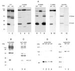 Connexin 32 Antibody in Western Blot (WB)