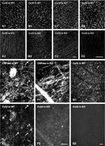 Connexin 32 Antibody in Immunohistochemistry (IHC)