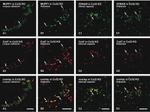 Connexin 47 Antibody in Immunohistochemistry (IHC)