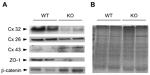 ZO-1 Antibody in Western Blot (WB)