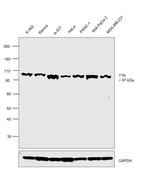 TTK Antibody in Western Blot (WB)