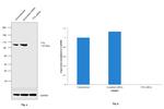 TTK Antibody in Western Blot (WB)