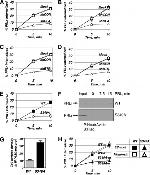 Prolactin Receptor Antibody in Western Blot, Immunocytochemistry (WB, ICC/IF)