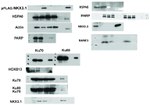 Nkx3.1 Antibody in Western Blot (WB)