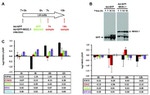 Nkx3.1 Antibody in Western Blot (WB)