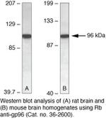 GRP94 Antibody in Western Blot (WB)