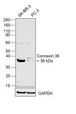 Connexin 36 Antibody in Western Blot (WB)