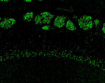 Connexin 36 Antibody in Immunohistochemistry (Frozen) (IHC (F))