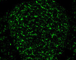 Connexin 36 Antibody in Immunocytochemistry (ICC/IF)