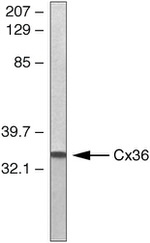 Connexin 36 Antibody in Western Blot (WB)