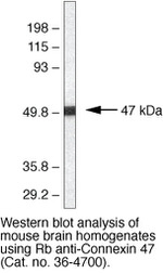 Connexin 47 Antibody in Western Blot (WB)