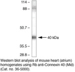 Connexin 40 Antibody in Western Blot (WB)