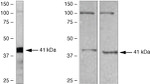 WNT1 Antibody in Western Blot (WB)