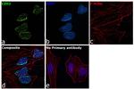 EZH2 Antibody in Immunocytochemistry (ICC/IF)