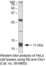 CKS1 Antibody in Western Blot (WB)