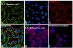 beta Amyloid Antibody in Immunocytochemistry (ICC/IF)