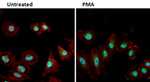 Phospho-ERK1/ERK2 (Thr202, Tyr204) Antibody in Immunocytochemistry (ICC/IF)