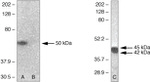 Phospho-PAX2 (Ser393) Antibody in Western Blot (WB)