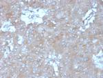 Interleukin-15 (IL-15) Antibody in Immunohistochemistry (Paraffin) (IHC (P))