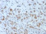 Interleukin-15 (IL-15) Antibody in Immunohistochemistry (Paraffin) (IHC (P))